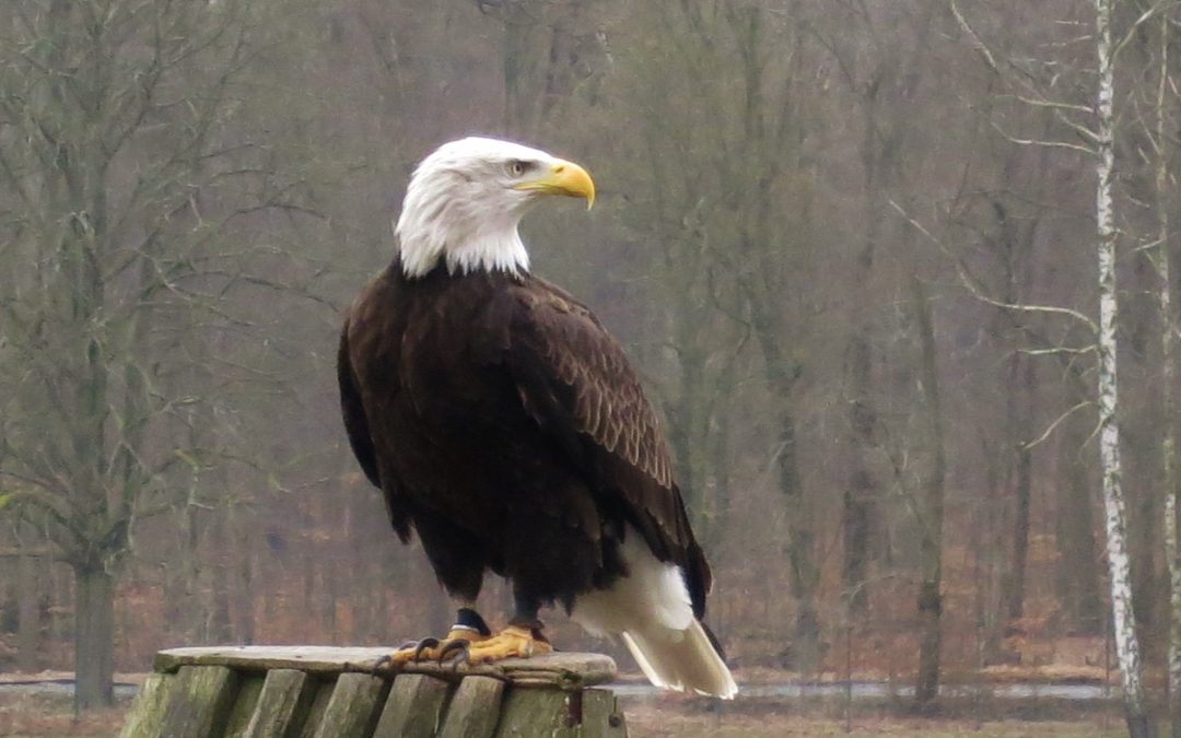 Jugendgruppe des Vereins bei der Greifvogel Flugshow in Moritzburg